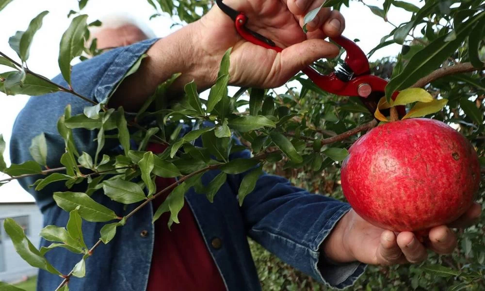 Γιγαντιαίο ρόδι 2 κιλών έκανε την εμφάνισή του στη Λάρισα